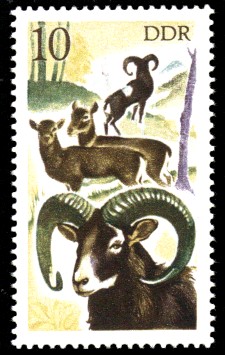 ../_images/mufflon-briefmarke.jpg