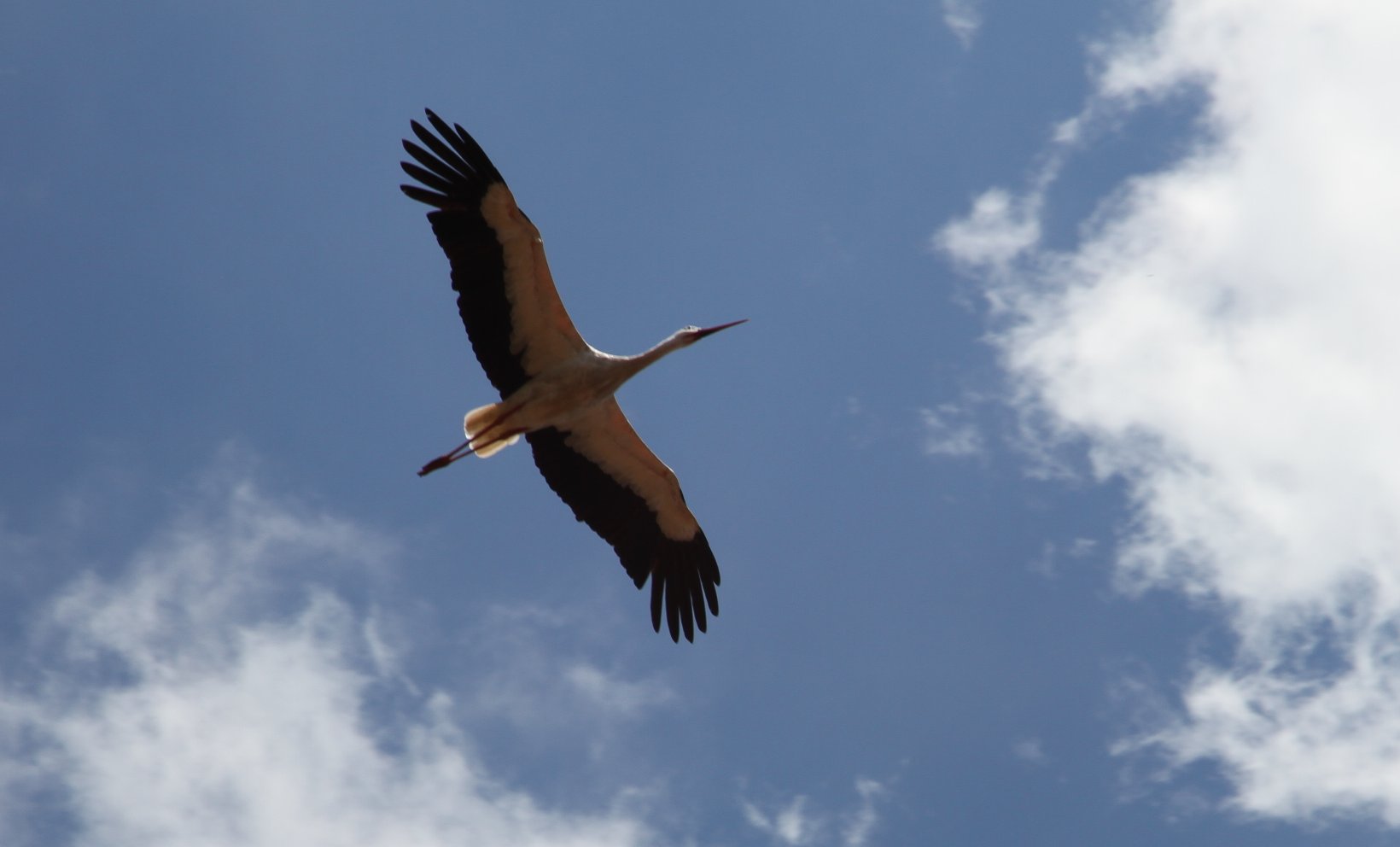 ../_images/naundorfer-storch-2020.jpg