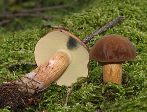 Marone (Boletus badius)