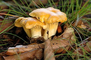 Pfefferling (Cantharellus cibarius)