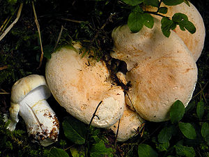 Semmelpilz (Albatrellus confluens) 