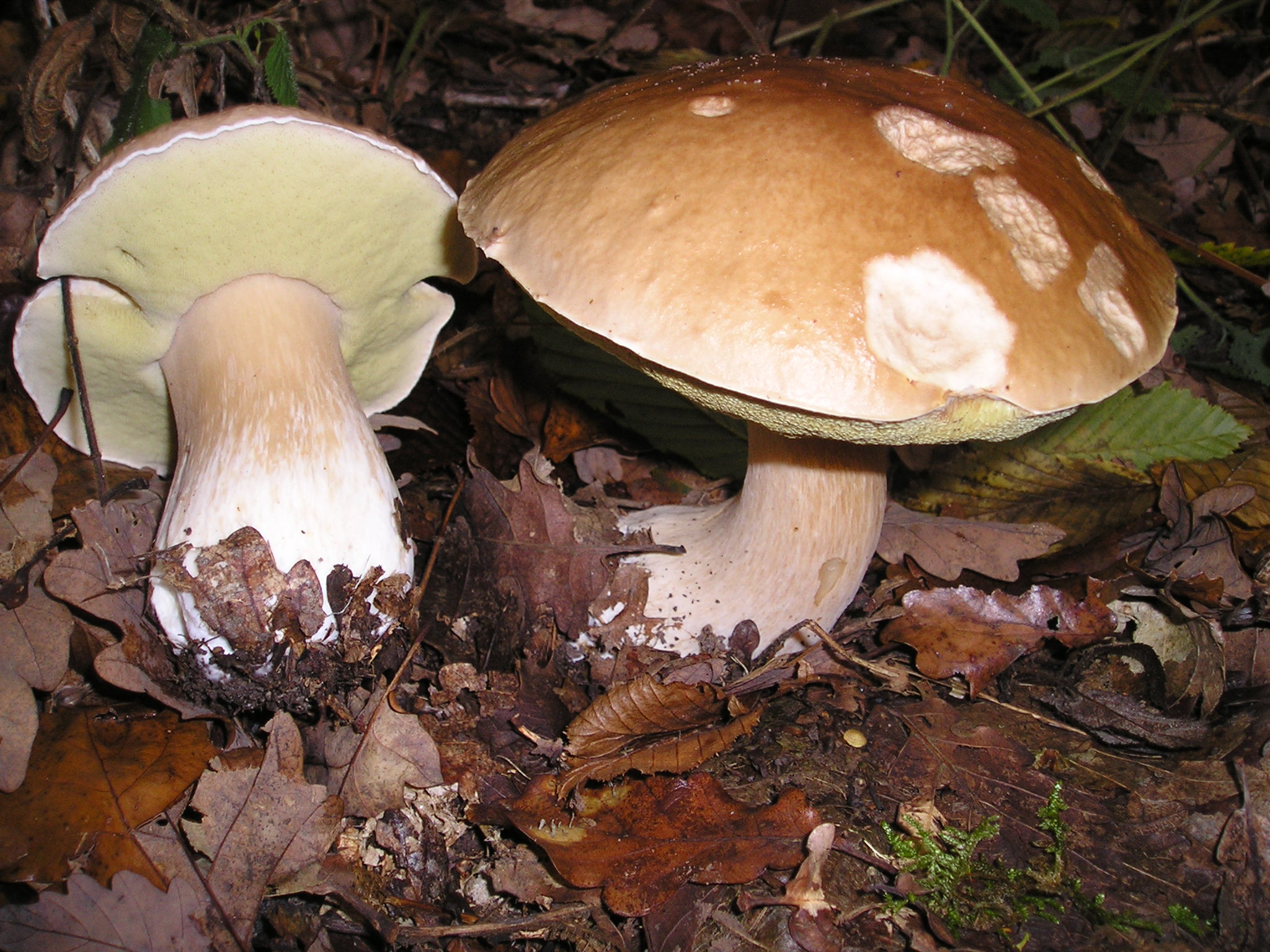 Steinpilz (Boletus edulis)