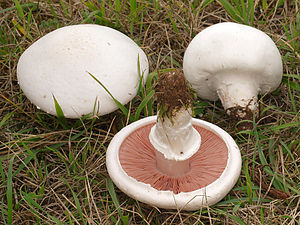 Champignon (Agaricus)